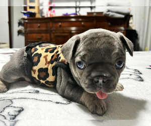 French Bulldog Puppy for sale in CAPE CORAL, FL, USA