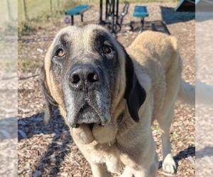 Anatolian Shepherd Dogs for adoption in Waterford, VA, USA