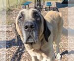 KAAN - Male Anatolian Shepherd Dog for Adoption - Small photo