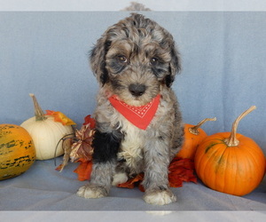 Sheepadoodle Puppy for sale in MILLERSBURG, OH, USA