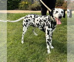 Small Dalmatian
