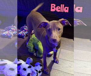 Chihuahua-Unknown Mix Dogs for adoption in Woodbury, NY, USA