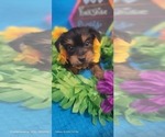 Small Photo #51 Yorkshire Terrier Puppy For Sale in AKRON, OH, USA