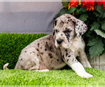 Small #4 Great Dane