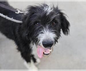 Mutt Dogs for adoption in Martinez, CA, USA