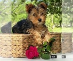 Small #1 Yorkshire Terrier
