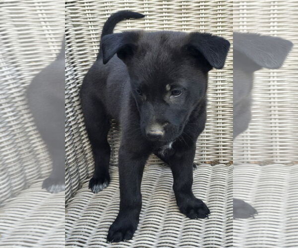 Medium Photo #3 German Shepherd Dog-Unknown Mix Puppy For Sale in Alexander, AR, USA