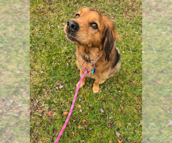 Medium Photo #7 Cocker Spaniel-Unknown Mix Puppy For Sale in Cranston, RI, USA