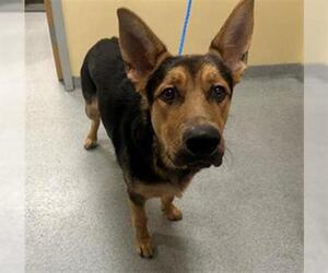 German Shepherd Dog-Unknown Mix Dogs for adoption in Orange, CA, USA