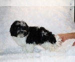 Small #5 ShihPoo