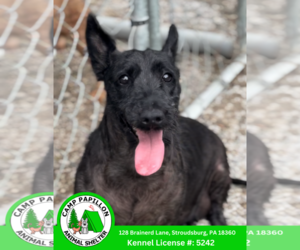 Sealyham Terrier Dogs for adoption in Stroudsburg, PA, USA