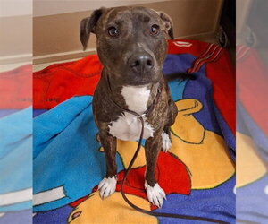 Mutt Dogs for adoption in Chula Vista, CA, USA