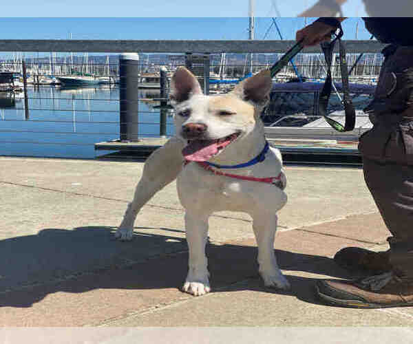 Medium Photo #1 Siberian Husky-Unknown Mix Puppy For Sale in Alameda, CA, USA