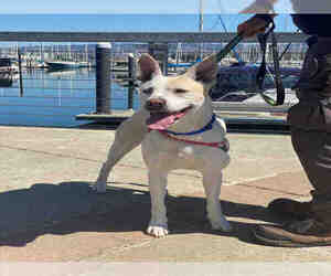 Siberian Husky-Unknown Mix Dogs for adoption in Alameda, CA, USA