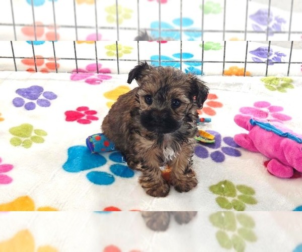 Medium Photo #9 Yorkipoo Puppy For Sale in ORO VALLEY, AZ, USA