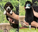 Puppy Teal Beagle