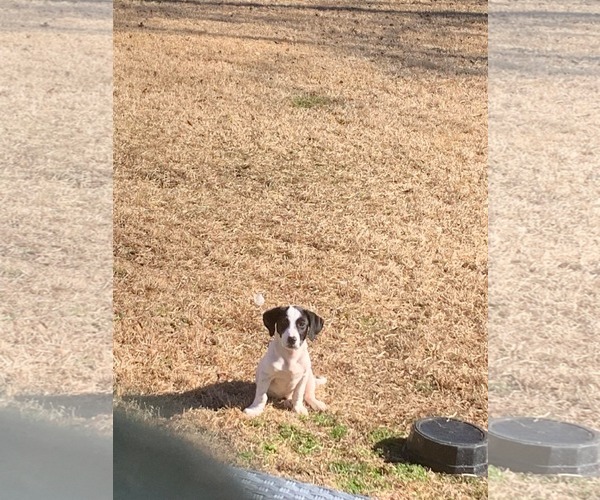 Medium Photo #4 Mutt Puppy For Sale in Mount Pleasant, SC, USA