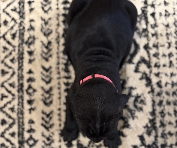 Medium Photo #43 Cane Corso Puppy For Sale in BARBOURSVILLE, VA, USA