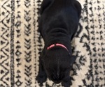 Small Photo #43 Cane Corso Puppy For Sale in BARBOURSVILLE, VA, USA