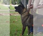 Small Photo #1 Akita Puppy For Sale in MANNING, SC, USA