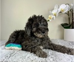 Small #2 Goldendoodle