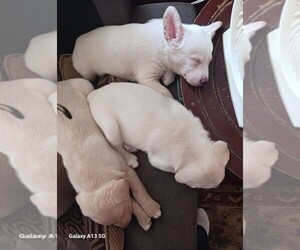 Malinois Puppy for sale in PHILADELPHIA, PA, USA