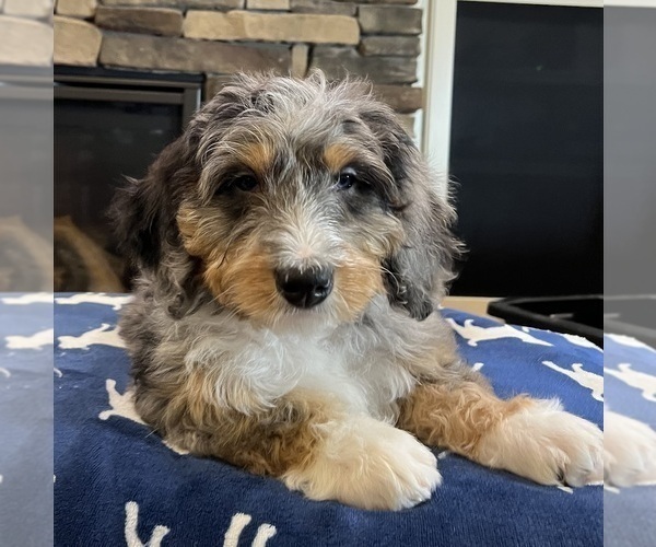 Medium Photo #7 Bernedoodle Puppy For Sale in NOBLESVILLE, IN, USA