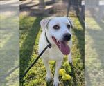 Small #1 American Pit Bull Terrier-Labrador Retriever Mix