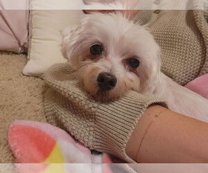 Maltese Dogs for adoption in Holly Springs, NC, USA