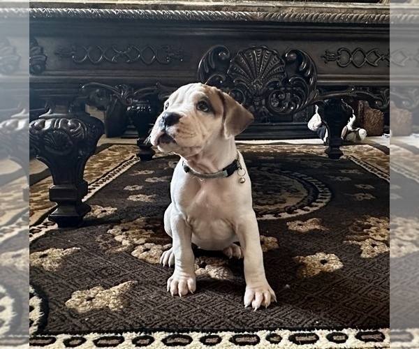 Medium Photo #6 Boxer Puppy For Sale in MURRIETA, CA, USA
