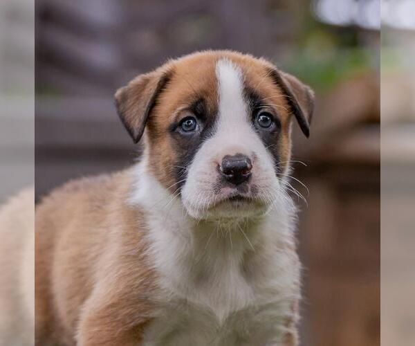Medium Photo #1 Boxer-Unknown Mix Puppy For Sale in San Diego, CA, USA
