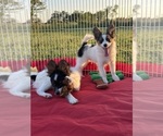 Small Photo #3 Papillon Puppy For Sale in SULPHUR SPRINGS, TX, USA