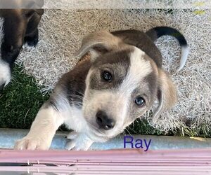 Border Collie-Unknown Mix Dogs for adoption in Turlock, CA, USA