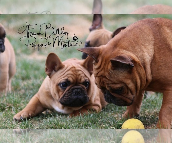 Medium Photo #1 French Bulldog Puppy For Sale in POLSON, MT, USA