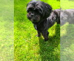 Small #5 Shih Tzu Mix