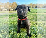 Small #9 American Staffordshire Terrier-Bullmastiff Mix