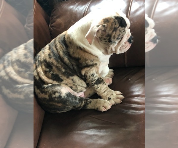 Medium Photo #5 Olde English Bulldogge Puppy For Sale in ONEIDA, IL, USA