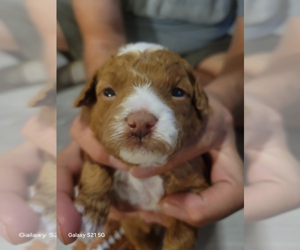 Medium Photo #4 Goldendoodle mix (+ Poodle Standard) Puppy For Sale in MILFORD, UT, USA