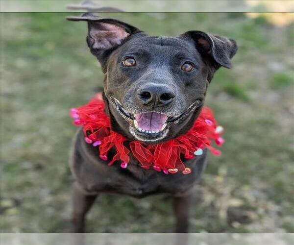 Medium Photo #2 Labrador Retriever-Unknown Mix Puppy For Sale in Conroe, TX, USA