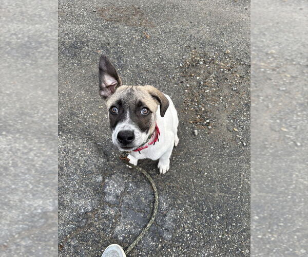 Medium Photo #14 Labrador Retriever Puppy For Sale in Brewster, NY, USA