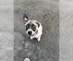 Small #13 Labrador Retriever
