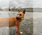 Small #13 Carolina Dog Mix