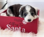 Puppy Pearl Saint Berdoodle