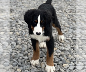 Bernese Mountain Dog Puppy for sale in DUNDEE, OH, USA
