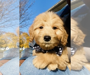 Goldendoodle (Miniature) Puppy for sale in YPSILANTI, MI, USA