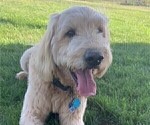 Small Photo #1 Goldendoodle Puppy For Sale in ALLENDALE, MI, USA