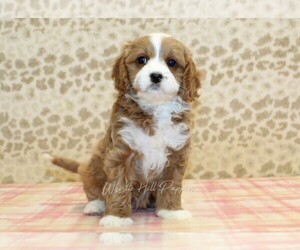 Cavapoo Puppy for sale in DENVER, PA, USA