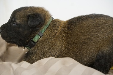 Medium Photo #3 Belgian Malinois Puppy For Sale in ETOWAH, OK, USA