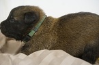 Small Photo #3 Belgian Malinois Puppy For Sale in ETOWAH, OK, USA