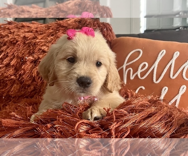 Medium Photo #1 Golden Retriever Puppy For Sale in SPRING, TX, USA